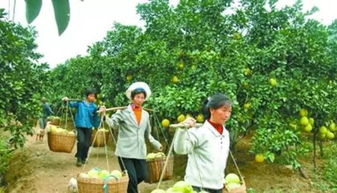 生鮮農(nóng)產(chǎn)品冷鏈如何通過農(nóng)業(yè)基礎(chǔ)設(shè)施建設(shè)離消費者更近