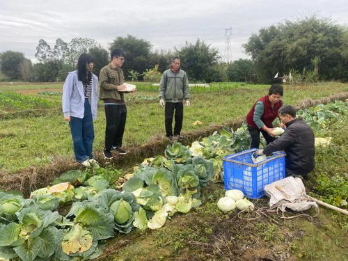 下沉監督護春耕，夯實設施促豐收——以高質量農業基礎設施建設護航春耕生產
