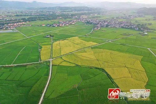 懷化24小時 城市建設調研、助學政策與農業托管服務動態