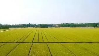 聚焦鄉村振興 貧困縣年度項目資金優先向六類農業項目及農業企業托管服務傾斜