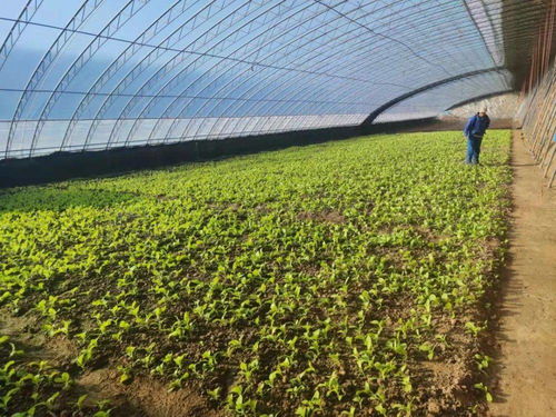 平谷馬昌營鎮 設施農業升級改造與農業企業托管服務雙輪驅動，譜寫鄉村振興新篇章