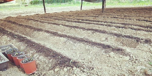 青島百合重綻光彩 五株母本育出二十萬新苗，中國農科院半島試驗基地助力產業升級